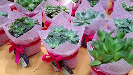 Amita's Creations : GreenZone Plant Nursery.