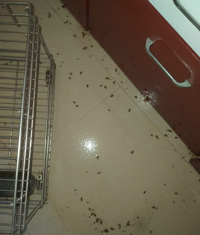 Hidden bugs Pest Control